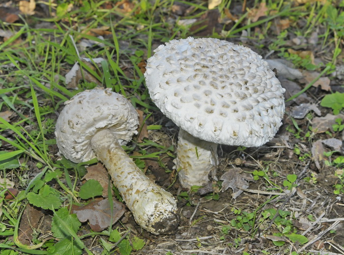 Amanita codinae ?